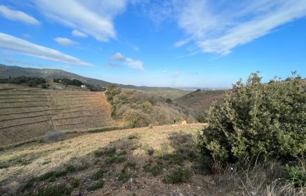 Vines for sale in Collioure