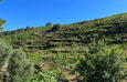 land vines purchase collioure