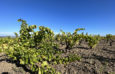 Vines of 1479m2 for sale in Collioure
