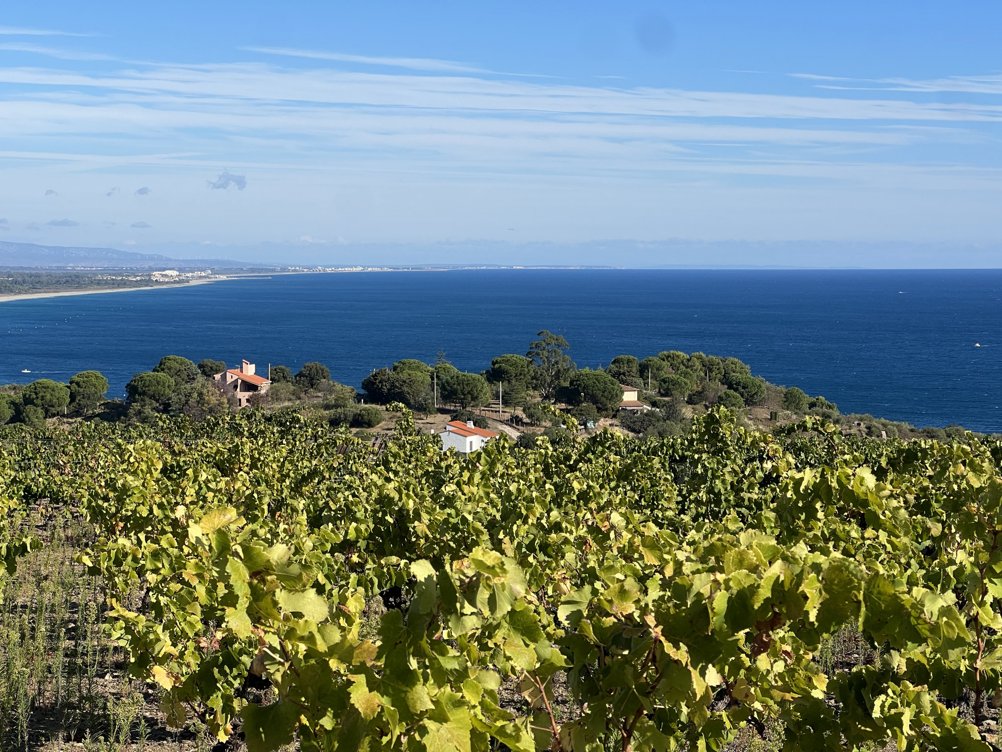 Vines of 1479m2 for sale in Collioure