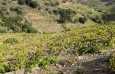 vignes à vendre Collioure