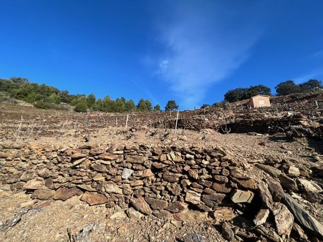 À Collioure, parcelle de vigne de 15 830 m2 et casot  à acheter