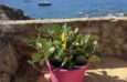appartement vue mer 2 chambres à Collioure en premiere ligne