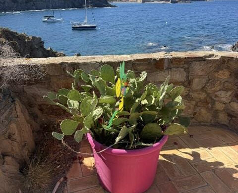 appartement vue mer 2 chambres à Collioure en premiere ligne