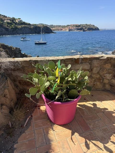 appartement vue mer 2 chambres à Collioure en premiere ligne