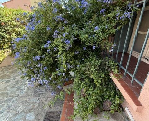 Maison de pêcheur à vendre dans le vieux Collioure